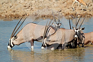 Gemsbok antelopes drinking
