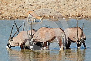 Gemsbok antelopes drinking