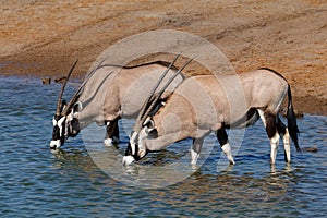 Gemsbok antelopes drinking - Etosha