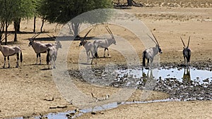Gemsbok antelopes drinking water