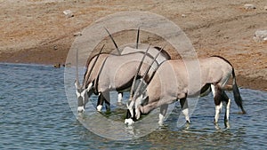 Gemsbok antelopes drinking water - Etosha National Park