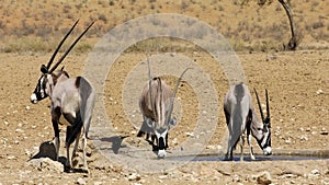 Gemsbok antelopes drinking water - Kalahari desert