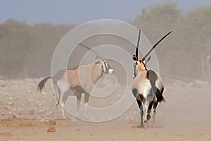 Gemsbok antelopes in dust