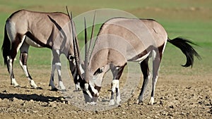 Gemsbok antelopes eating salty soil