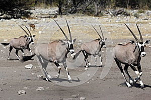 Gemsbok antelopes - Etosha National Park - Namibia