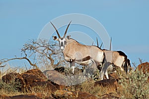 Gemsbok antelopes in natural habitat