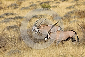 Gemsbok antelopes in natural habitat