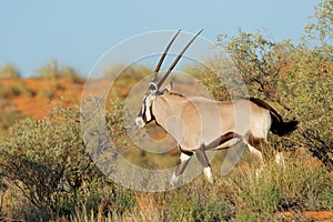 A gemsbok antelopes in natural habitat, Kalahari desert, South Africa