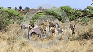 Gemsbok antelopes in natural habitat - South Africa