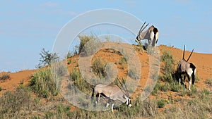Gemsbok antelopes on a red sand dune