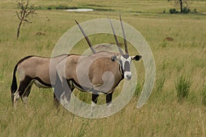 Gemsbok antelopes, South Africa