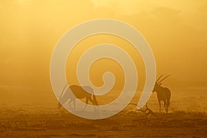 Gemsbok antelopes at sunrise - Kalahari desert