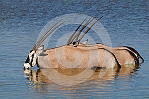 Gemsbok antelopes wading