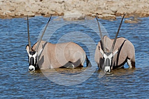 Gemsbok antelopes wading