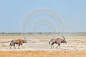 Gemsbok antelopes walking on Etosha pan