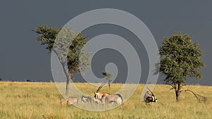 Gemsbok antelopes walking in grassland