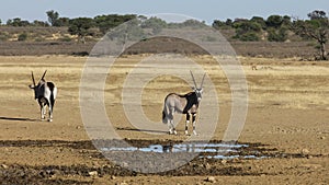 Gemsbok antelopes at a waterhole