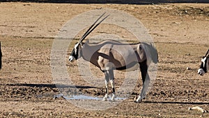 Gemsbok antelopes at a waterhole