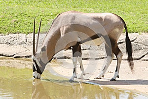 Gemsbok antilope drinking water in field photo