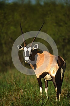 Gemsbok Bull