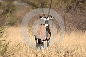 Gemsbok in Central Kalahari photo