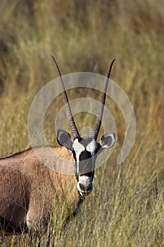 Gemsbok in desert grassland