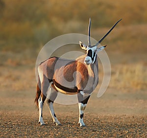 Gemsbok in the desert photo