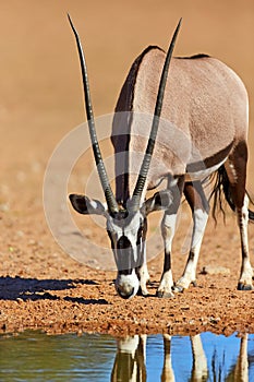 Gemsbok drinking water