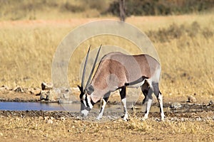 Gemsbok drinking at waterhole