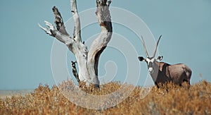 Gemsbok in Etosha