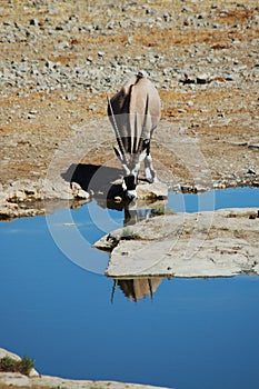 Gemsbok in Etosha