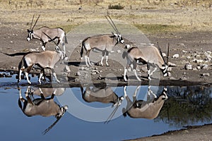 Gemsbok - Etosha National Park - Namibia