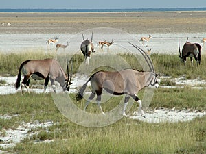 Gemsbok in Etosha Nationalpark