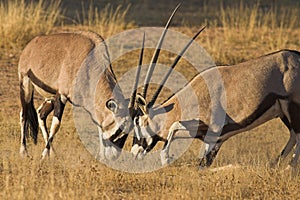 Gemsbok fighting