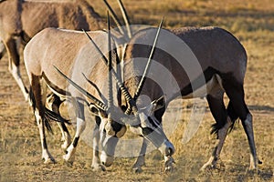 Gemsbok fighting