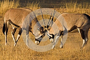 Gemsbok fighting