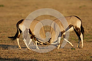 Gemsbok fighting, Kalahari desert