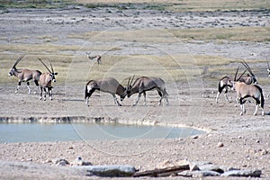 Gemsbok fighting at waterhole