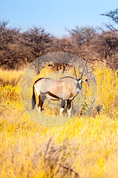 Gemsbok or gemsbuck antelope, Oryx gazelle, standing in the savanna of Kalahari Desert, Namibia, Africa