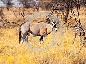 Gemsbok or gemsbuck antelope, Oryx gazelle, standing in the savanna of Kalahari Desert, Namibia, Africa