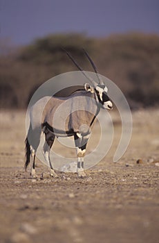 Gemsbok or Gemsbuck, Oryx gazella