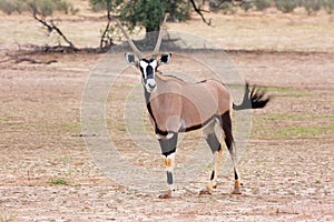 The gemsbok or gemsbuck Oryx gazella  in the deser. Gemsbok standing in the rain