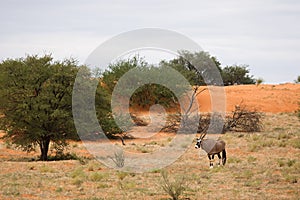 The gemsbok or gemsbuck Oryx gazella standing on the red sand dune with red sand, dry grass around and green trees round