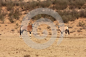 The gemsbok or gemsbuck Oryx gazella standing on the red sand dune with red sand, dry grass around and green trees round