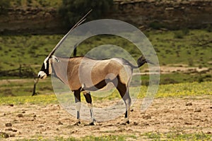 The gemsbok or gemsbuck Oryx gazella standing on the sand with green background