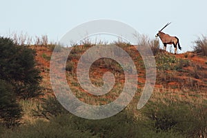 The gemsbok or gemsbuck Oryx gazella is standing on the top of red dune in the middle of desert. Beautiful antelope in the