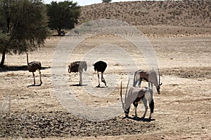 The gemsbok or gemsbuck Oryx gazella with three ostriches standing on the red sand dune with red sand and dry grass around