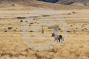 Gemsbok or gemsbuck oryx walking in field