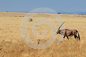 Gemsbok or gemsbuck oryx walking in Namib Desert