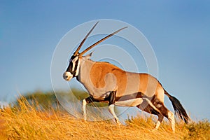 Gemsbok with golden grass. Gemsbuck, Oryx gazella, large antelope in nature habitat, Nxai Pan, Botswana, Africa. Wild animals in